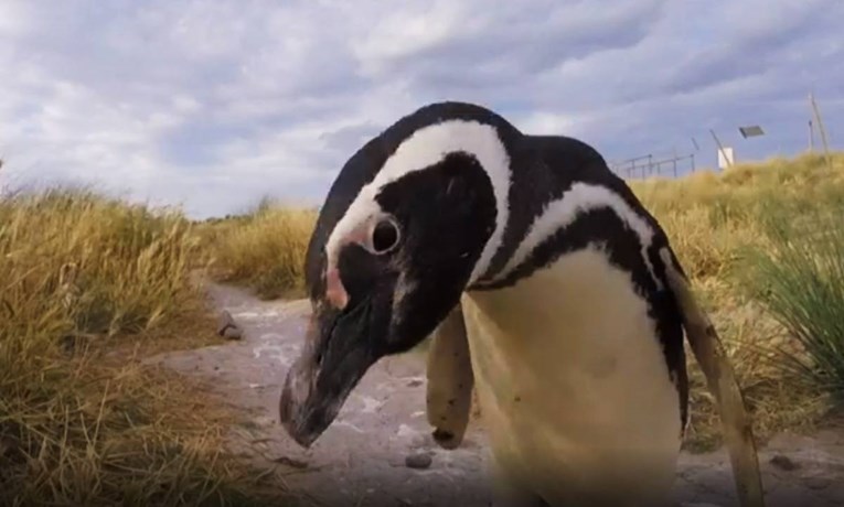 Zašto sve više ženki pingvina umire u morima Južne Amerike?